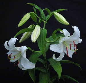 �ٺϻ��Ļ���